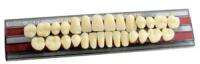 Зубы New Ace 20 полн. гарн. в боксе, верх О2, S3L, M28,  цвет А3.5