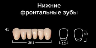 Зубы "АНИС" фронт. A1 41 6 шт н/ч