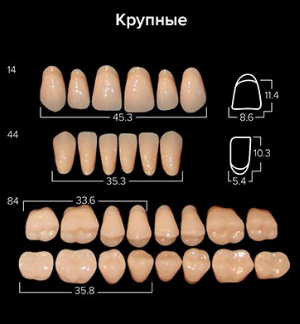 Зубы "АНИС" фронт. B4 14  6 шт в/ч